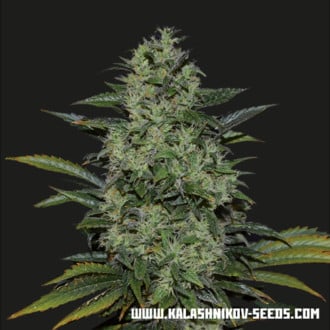 Power Russian (Kalashnikov Seeds) Feminizada