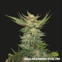 Vodka Lemon (Kalashnikov Seeds) Feminizada