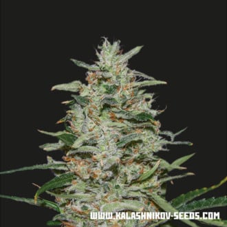 White Russian OG (Kalashnikov Seeds) Feminizada