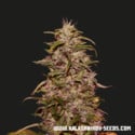 Big Altai Sativa Express (Kalashnikov Seeds) Feminizada