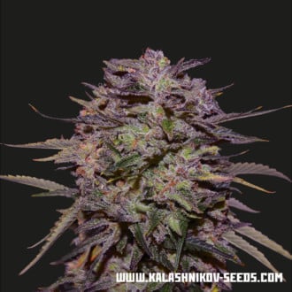 Purple Russian Express (Kalashnikov Seeds) Feminizada