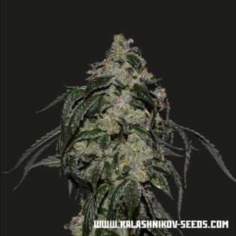 Soyuz OG Express (Kalashnikov Seeds) feminized