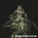 Soyuz OG Express (Kalashnikov Seeds) Feminizada