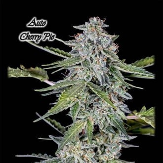 Auto Cherry Pie (GeneSeeds) Feminizada