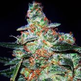 Cheese Auto (Expert Seeds) Feminizada
