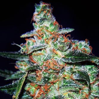 Cheese Auto (Expert Seeds) Feminizada