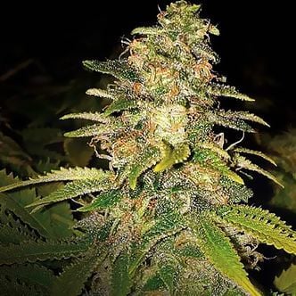 Critical Blue Auto (Expert Seeds) Feminizada