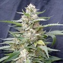Lemon Amber Kush (G13 Labs) Feminizada