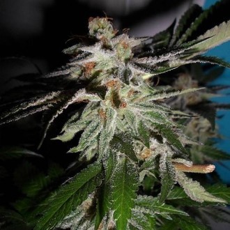 LA Fire (Pheno Finder) Feminizada