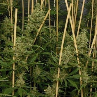 Lemon Bubble (Pheno Finder) Feminizada