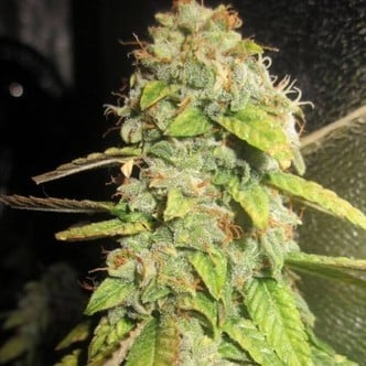 Notorious OG (Pheno Finder) Feminizada