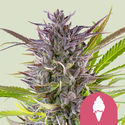 Green Gelato (Royal Queen Seeds) Feminizada