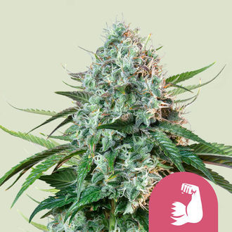 HulkBerry (Royal Queen Seeds) Feminizada