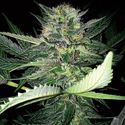 Critical Lights (Expert Seeds) Feminizada