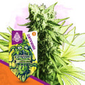 Sticky Beast (Zamnesia Seeds) feminizada