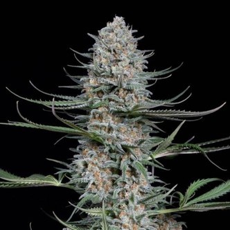 Quick Critical+ (Dinafem) Feminizada