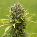 Dinamed CBD Plus (Dinafem) Feminizada