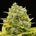 Dinamed CBD Plus (Dinafem) Feminizada