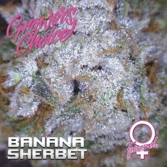 Banana Sherbet (Growers Choice) Feminizada