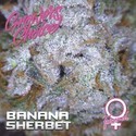 Banana Sherbet (Growers Choice) Feminizada