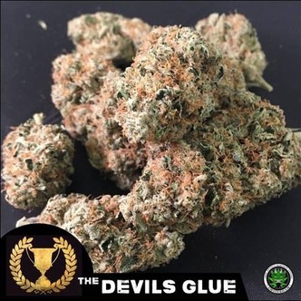 Devils Glue (Devil's Harvest) feminized