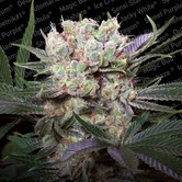 Californian Gold (Paradise Seeds) feminized