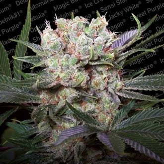 Californian Gold (Paradise Seeds) Feminizada