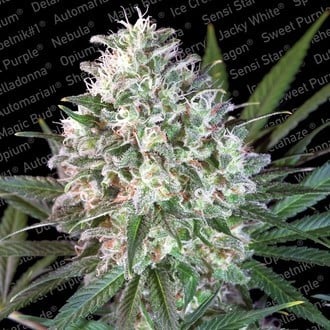 Space Cookies (Paradise Seeds) Feminizada