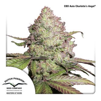 CBD Auto Charlotte’s Angel (Dutch Passion) Feminizada