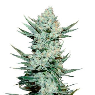 Tangie Auto (FastBuds) Feminizada