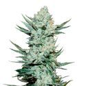 Tangie Auto (FastBuds) Feminizada