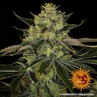 Gorilla Zkittlez (Barney's Farm) Feminizada