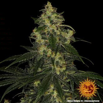 Blue Gelato 41 (Barney's Farm) Feminizada