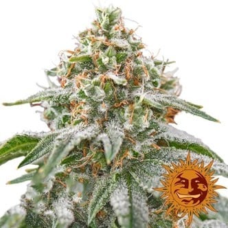 Pink Kush (Barney's Farm) feminizada