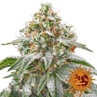 Pink Kush (Barney's Farm) Feminizada