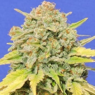 Zkittlez (Original Sensible) Feminized