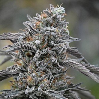 Black D.O.G. (Humboldt Seed Organization) Feminizada