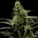 Energy Haze (Bulldog Seeds) feminizada