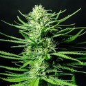 Cinderellas (Sumo Seeds) Feminizada