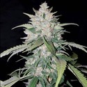 AK Full Auto (Sumo Seeds) Feminizada