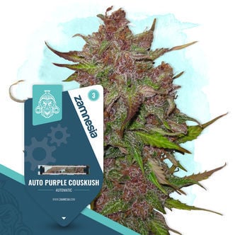 Auto Purple CousKush (Zamnesia Seeds) Feminizada