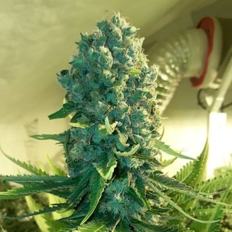 Cali Dream (BSB Genetics) feminized