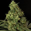 Northern Light (Bulldog Seeds) feminizada