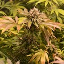 West Coast Bubbles (Sumo Seeds) feminizada