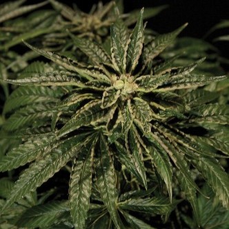 Bubblegum Kush (Bulldog Seeds) feminized