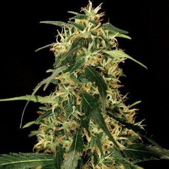 Silver Star Haze (Bulldog Seeds) feminizada