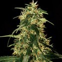 Silver Star Haze (Bulldog Seeds) feminizada