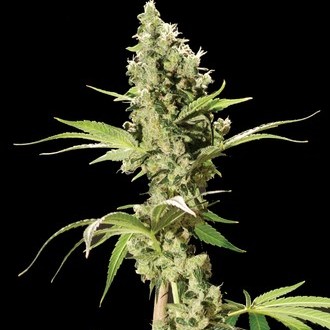 Sour Diesel (Bulldog Seeds) feminizada