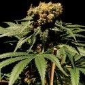 The Bulldog Chronic (Bulldog Seeds) feminizada