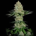 Silver Buddha Haze (Sumo Seeds) feminizada